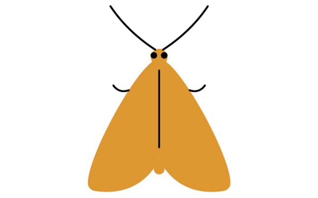 Strange Diets Why Do Moths Eat Clothes? Wayzata Home Laundry & Dry